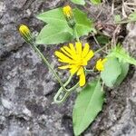 Hieracium murorum पत्ता