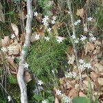 Saxifraga fragosoi Yeri