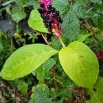 Phytolacca acinosaFruto