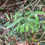 Geitonoplesium cymosum Hoja