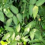 Rubus rosifolius Leaf