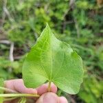 Mikania cordifolia Leaf