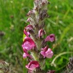 Pedicularis mixta Flower