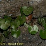 Adiantum reniforme Alia
