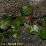 Adiantum reniforme Other