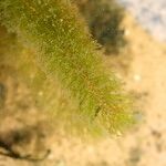 Ceratophyllum submersum Habit