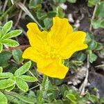 Ranunculus montanusFlor