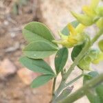 Crotalaria pallida ഇല