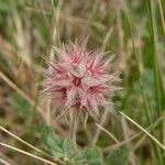 Trifolium stellatum Fruit