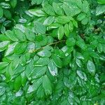 Lennea viridiflora Leaf