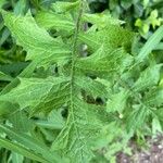 Lactuca floridana Hoja
