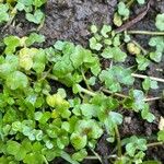 Ranunculus hederaceus Yaprak