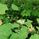 Lonicera xylosteumKvět