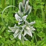 Ornithogalum boucheanum Blüte