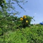 Vachellia hockii Hostoa