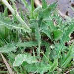 Cirsium dissectum Foglia