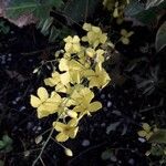 Epimedium alpinumFleur