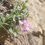 Silene montserratii Lorea