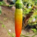 Capsicum baccatum Plod