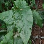 Rumex arifolius Blad