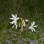 Crinum flaccidum 花