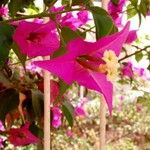Bougainvillea spectabilis Flor