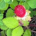 Potentilla indicaПлод