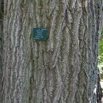 Juglans cinerea Bark