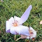 Colchicum multiflorumFleur