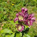 Gentiana pannonica 花