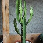 Euphorbia triangularis Leaf