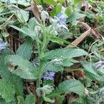 Borago officinalis 花