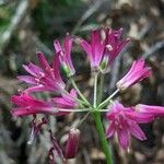 Clintonia andrewsiana Blomma