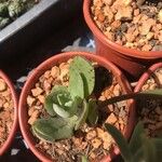 Kalanchoe marmorata Листок