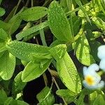 Myosotis scorpioides Fuelha