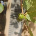 Bridelia stipularis Fruit