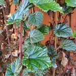 Rubus tricolor Leaf