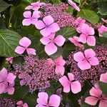 Hydrangea serrataFlower