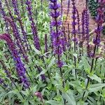 Salvia nemorosa Flower