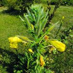 Oenothera glazioviana Flor