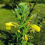 Oenothera glazioviana Цветок