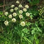 Heracleum sphondylium花