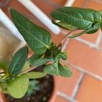 Lonicera acuminata पत्ता