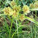 Cyperus difformis Alkat (teljes növény)