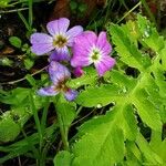 Malcolmia maritima 花