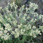 Pseudognaphalium undulatum Floro