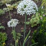 Allium tuberosum Habitus