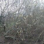 Salix × reichardtii Агульны выгляд