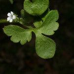 Nemophila aphylla Други