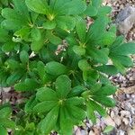 Jacquinia arborea Levél